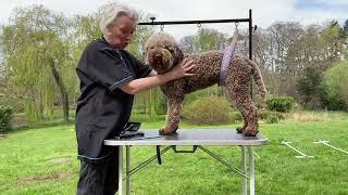 Lagotto show groom 1 [upl. by Ennasus]