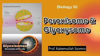 Peroxisome amp Glyoxysome  XI Biology [upl. by Mureil]