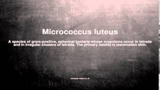 Medical vocabulary What does Micrococcus luteus mean [upl. by Corell]