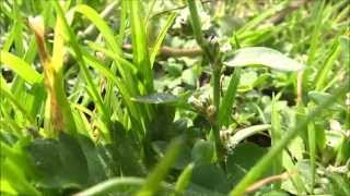 Common knotgrass Polygonum aviculare  20140907 [upl. by Alekim901]