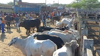 FEIRA DE GADO EM CAMPINA GRANDEPB 31072024 [upl. by Innavoj]