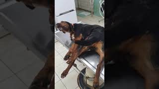 Κρούσμα Ψευδολύσσας σε Σκύλο στα Ιωάννινα disease dog greece [upl. by Jeffie]