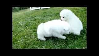 Samojed valpar  Samoyed puppy [upl. by Airret502]