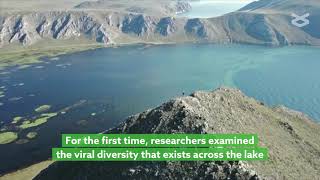 Viruses could help cycle carbon in world’s largest freshwater lake [upl. by Laved]