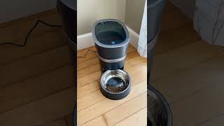 The Ultimate Hack for Busy Pet Parents PetSafe Smart Feed Automatic Feeder 🐱pets shorts catlife [upl. by Kosak]