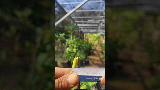 Outdoor plants care EP453 satisfying shorts [upl. by Rivalee]