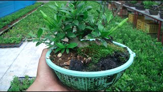 Growing Bonsai in Colanders How It Works Fully Explained [upl. by Puglia]