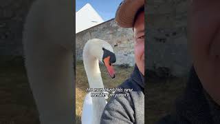 What will happen to the swan with its neck stuckyoutubeshorts shorts rescue animal swan funny [upl. by Amara312]