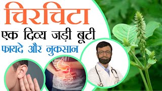 चिरचिटा अपामार्ग के आयुर्वेदिक प्रयोग amp लाभ I Chirchita Apamarg Achyranthes Aspera Ayurvedic Use [upl. by Rudy]