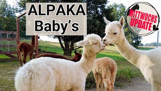 Ein Tag mit AlpakaBabys 💗🦙 [upl. by Calesta]