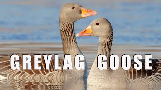 GREYLAG GOOSE birds during breeding season [upl. by Alegnaoj]