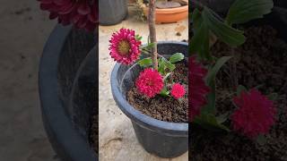 Aater flower plant repotting gardening tips trending viralshortsbangla ytshort winter flowers [upl. by Ynahteb62]