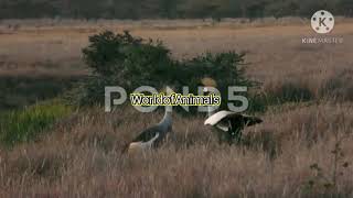 Grey crowned crane mating dance tortoise mating [upl. by Honig501]