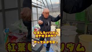 【多肉植物】セダムの超ど素人が挑戦🔥大丈夫か【多肉育て方】 [upl. by Dumanian826]