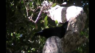 Paradise Riflebird  Bird watching in Australia with EjBirdwatching [upl. by Pogah]