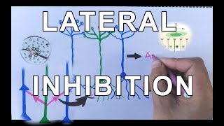 Concept of Lateral Inhibition  Neural Coding [upl. by Bank]