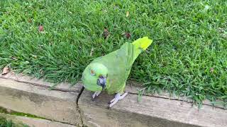 yellow nape parrottalking parrotscomo cuidar un loro birds cute JACOYVICKYchannel​⁠ [upl. by Berry]