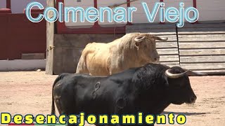 Desencajonamiento ganaderías Zacarías Moreno y Don Luis Algarra Polera Colmenar Viejo y capea [upl. by Annahs]