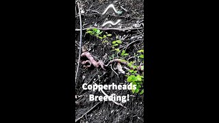 Copperhead Snakes Breeding [upl. by Animar]