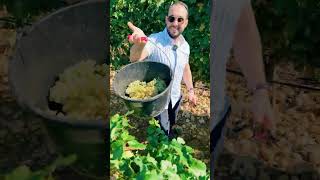 Harvesting in ChâteauneufduPape [upl. by Akirat]