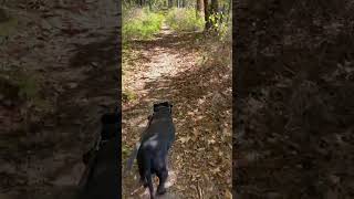 More of honker lake trail sunday explorekentucky pitbull hiking nature explore [upl. by Neelyk920]