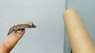 Crested Gecko Lizard Jumping [upl. by Esmond]