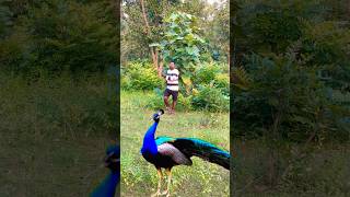 Beautiful peacock catching 🦚😨youtubeshortsfeedbirds shownfeedviralvideo trendingyoutubeshorts [upl. by Audres791]