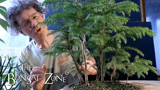 Pruning My Norfolk Island Pine Bonsai Forest The Bonsai Zone Dec 2019 [upl. by Ellehcan]