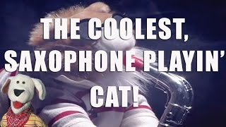 The Coolest Saxophone Playin Cat  Preschool amp Kindergarten Funny Cat Video [upl. by Wilder]