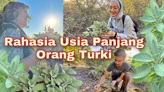 NEMANI IBU MERTUA NYARI TANAMAN HERBAL SAGE LIAR DI HUTAN [upl. by Milde]