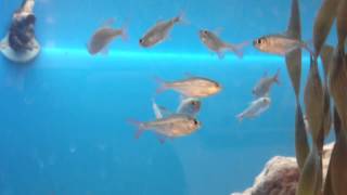 Buenos Aires Tetra Aquarium Guide [upl. by Armillda687]