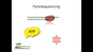 Pyrosequencing [upl. by Merdith642]