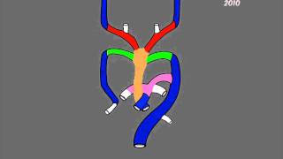 Aortic arches development [upl. by Majka]