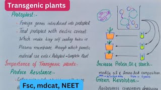 Transgenic plants  production of transgenic plants  class 12 [upl. by Mayor]