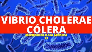 VIBRIO CHOLERAE CÓLERA  MICROBIOLOGIA MÉDICA 21 [upl. by Max47]