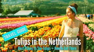 Tulips in Spring  Travel Guide to Keukenhof Garden amp Best Places to See Tulip in the Netherlands [upl. by Edric]