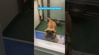 Clear the Shelters 2021 at Plano Animal Shelter [upl. by Vander]