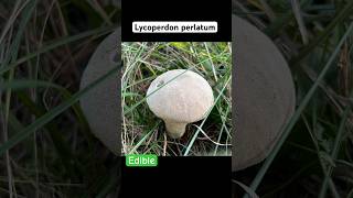 Lycoperdon PerlatumДождевик Жемчужный fungi mushroom 2024 foraging nature [upl. by Rednas760]