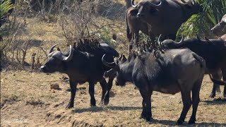 Yellowbilled oxpeckers in huge numbers hitching a ride on buffalo [upl. by Brandie]