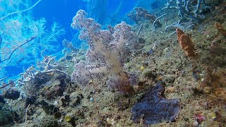 Raja Ampat Snorkeling Charles s garden of Delights part 3  Papouasie 2023 [upl. by Arawaj]