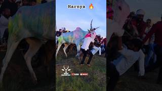 deshing thar maidan hind kesari haryana full Garam in fainal cowbailgadasharyattrendingshorts [upl. by Kristel369]