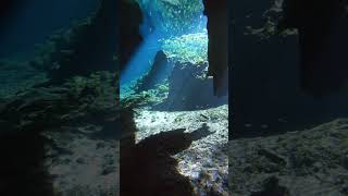 Nic te Ha cenotes mexico caverndiving cave [upl. by Hairacaz952]