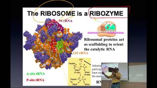 Lecture6Understanding Life ScienceSMWU20242 [upl. by Matuag]