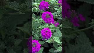 How to grow verbena from seeds shorts plants verbena [upl. by Sirret]