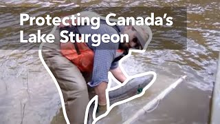 Protecting Canadas Lake Sturgeon [upl. by Marx]