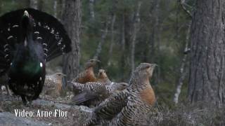 Tiurleik i Mykland i Froland våren 2011 Tiur og 23 røy Capercaillie lek [upl. by Ahseile350]