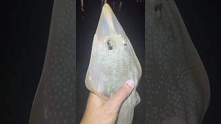 I caught a guitarfish [upl. by Dempster]