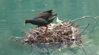 Moorhen building her nest  தண்ணீரில் கூடு கட்டும் தாழைக்கோழி [upl. by Cesya]