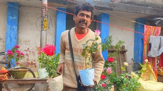 14 January Kolkata Flower Plants Market Visit On  Rose Plant Chandramallika Daliya Winter Plants [upl. by Ossy467]