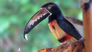 Collared Aracari enjoying a plantain Pteroglossus torquatus [upl. by Knobloch]